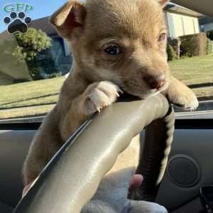 Remi, Rat Terrier Puppy