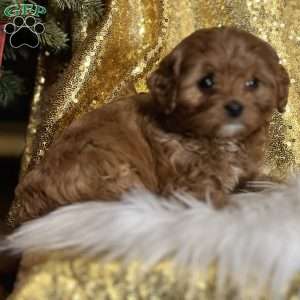 Chelsea, Cavapoo Puppy