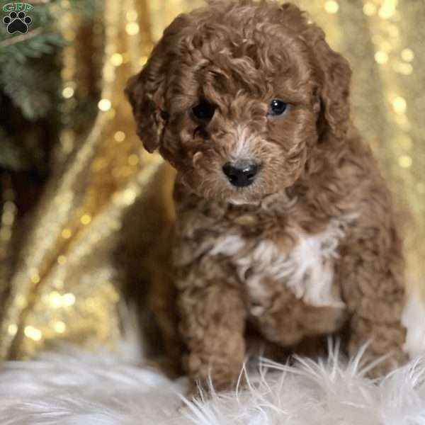 Carson, Cavapoo Puppy