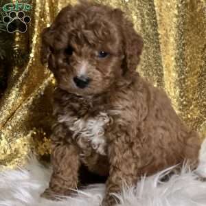 Carson, Cavapoo Puppy