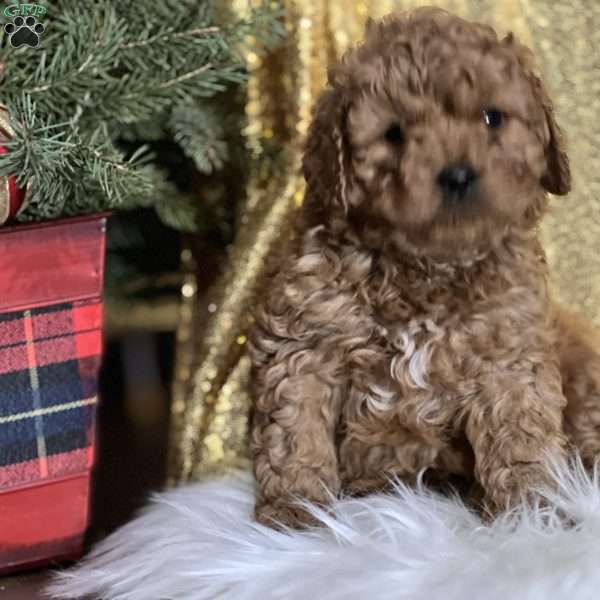 Christian, Cavapoo Puppy