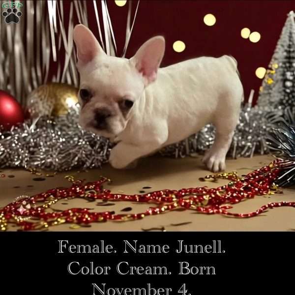 Junell, French Bulldog Puppy