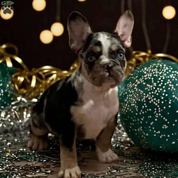 June Bug, French Bulldog Puppy