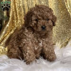 Christian, Cavapoo Puppy