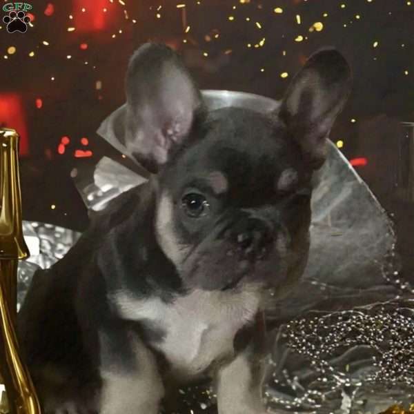 Jermey, French Bulldog Puppy