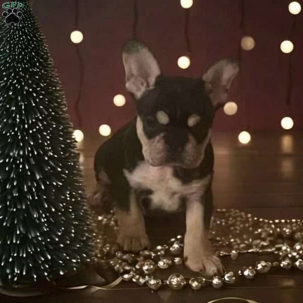 July, French Bulldog Puppy