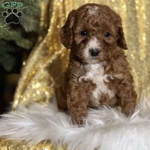 Cullen, Cavapoo Puppy