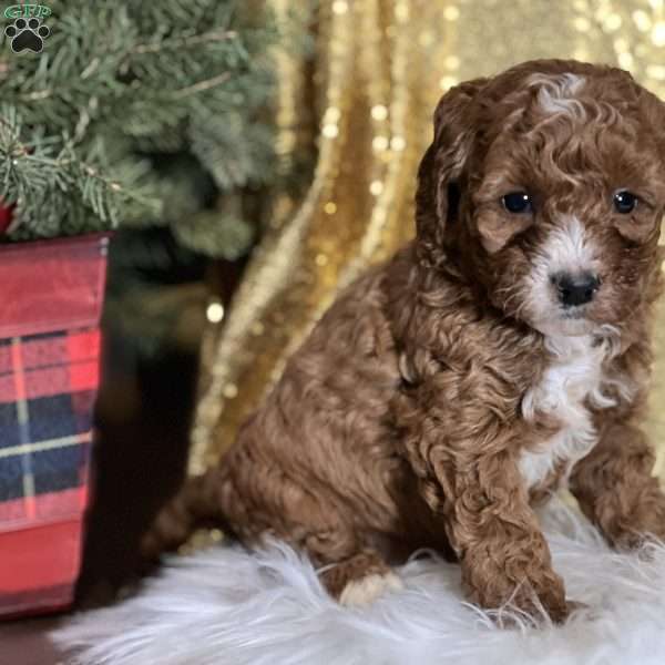 Cullen, Cavapoo Puppy