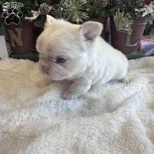 Chanel, French Bulldog Puppy