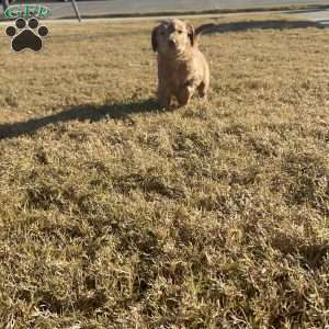 Frosty, Goldendoodle Puppy