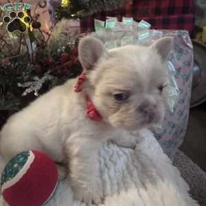 Chanel, French Bulldog Puppy