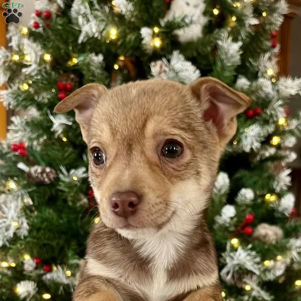 Remi, Rat Terrier Puppy