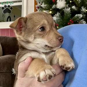 Remi, Rat Terrier Puppy