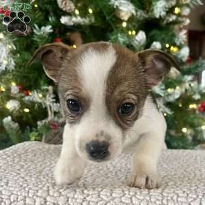 Reba, Rat Terrier Puppy