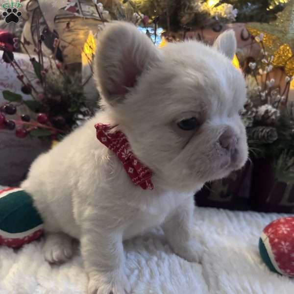 Chanel, French Bulldog Puppy