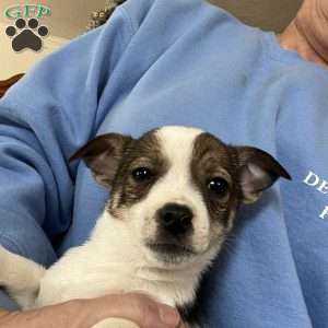 Reba, Rat Terrier Puppy