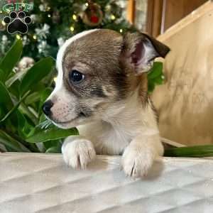 Reba, Rat Terrier Puppy