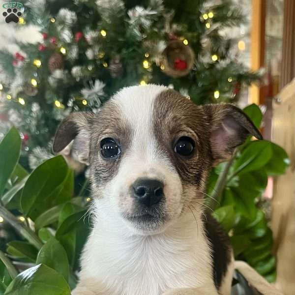 Reba, Rat Terrier Puppy