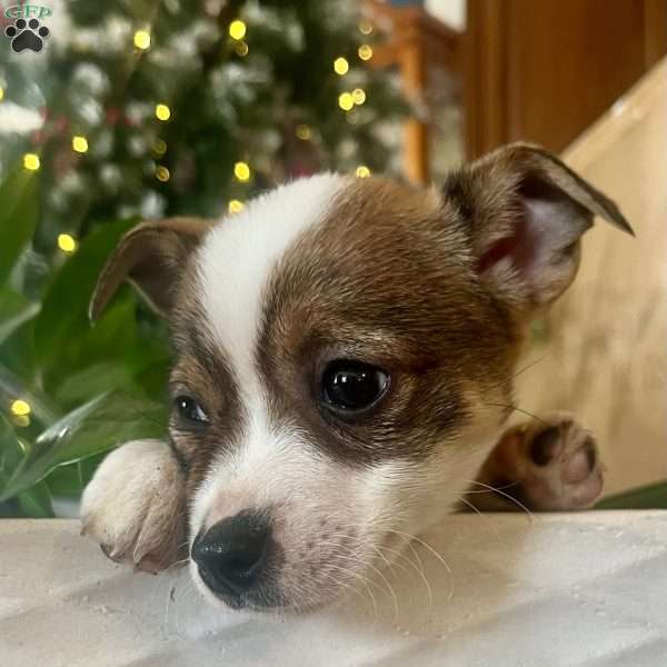 Rita, Rat Terrier Puppy