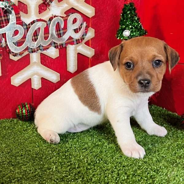 Carla, Jack Russell Terrier Puppy