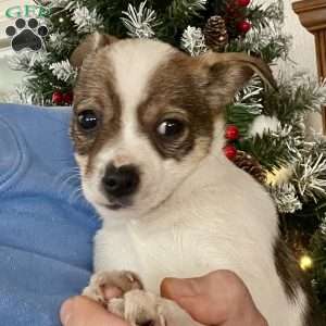 Rita, Rat Terrier Puppy