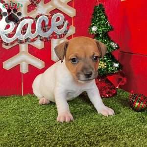 Cuddles, Jack Russell Terrier Puppy