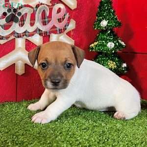 Cuddles, Jack Russell Terrier Puppy