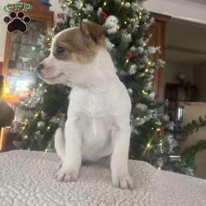 Rayna, Rat Terrier Puppy