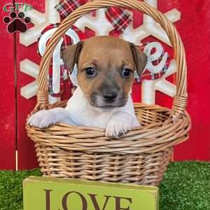 Cuddles, Jack Russell Terrier Puppy