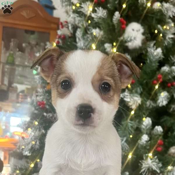 Rayna, Rat Terrier Puppy