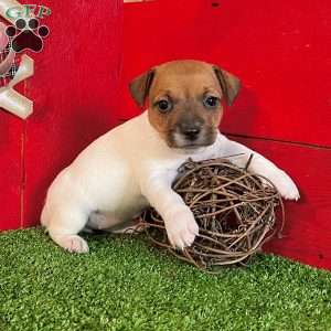 Cuddles, Jack Russell Terrier Puppy