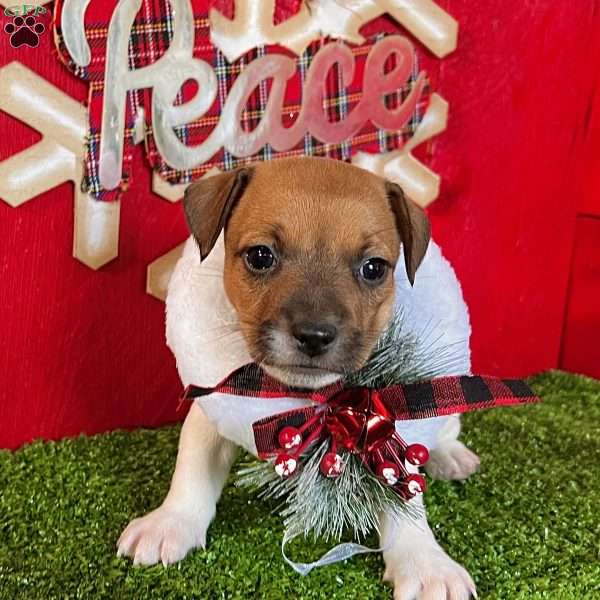 Cuddles, Jack Russell Terrier Puppy