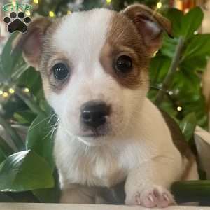 Rayna, Rat Terrier Puppy