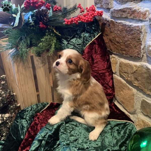 Brody, Cavalier King Charles Spaniel Puppy