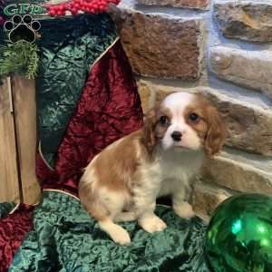 Brody, Cavalier King Charles Spaniel Puppy