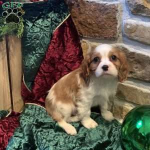 Brody, Cavalier King Charles Spaniel Puppy