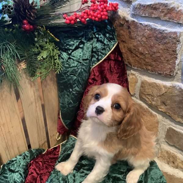 Biscuit, Cavalier King Charles Spaniel Puppy