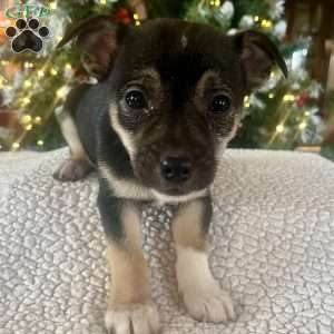 Raven, Rat Terrier Puppy