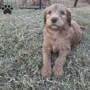 Frosty, Goldendoodle Puppy