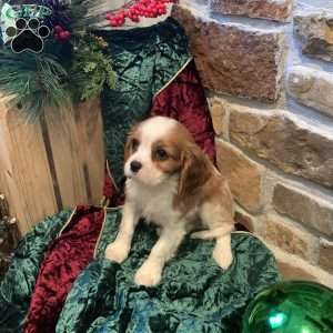 Bailey, Cavalier King Charles Spaniel Puppy