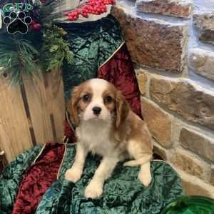 Bailey, Cavalier King Charles Spaniel Puppy