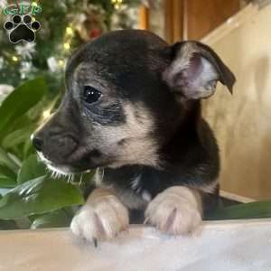 Raven, Rat Terrier Puppy