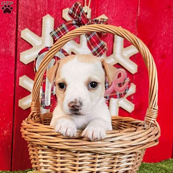 Carmen, Jack Russell Terrier Puppy