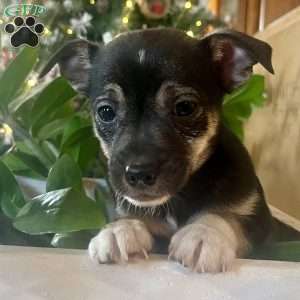 Raven, Rat Terrier Puppy