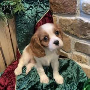 Bailey, Cavalier King Charles Spaniel Puppy