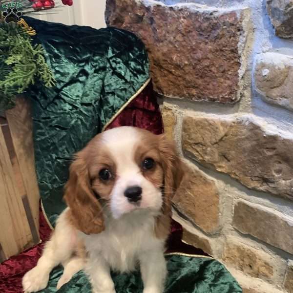 Bailey, Cavalier King Charles Spaniel Puppy