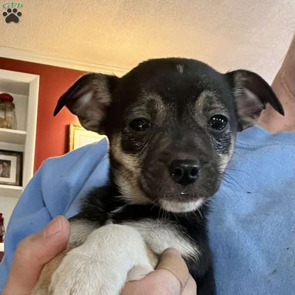 Raven, Rat Terrier Puppy