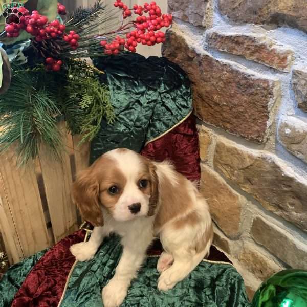 Benny, Cavalier King Charles Spaniel Puppy