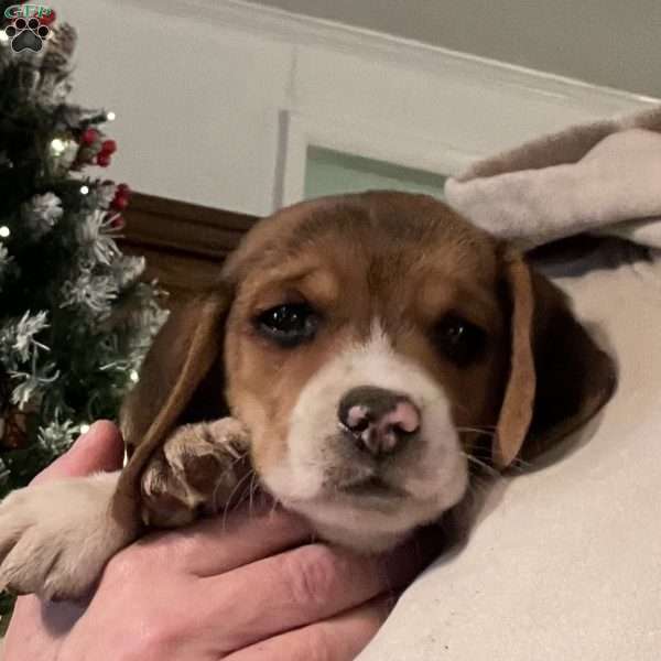 Barney, Beagle Puppy