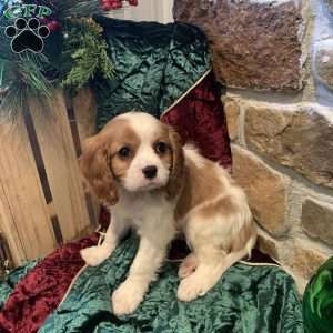 Benny, Cavalier King Charles Spaniel Puppy